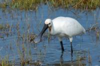 Platalea leucorodia