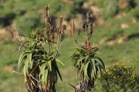 Tanzania-FLORA