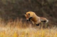 Red fox