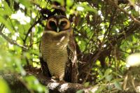 Sri Lanka FAUNA