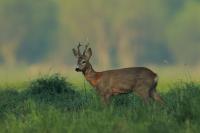 Roe deer