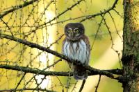 Glaucidium passerinum 