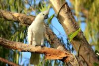 Cacatua galerita