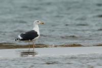 Larus marinus