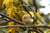 Phylloscopus bonelli