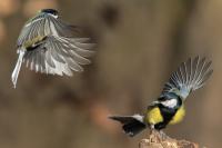 Parus major