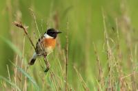 Saxicola rubicola