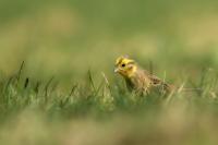 Emberiza citrinella