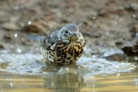 Turdus viscivorus