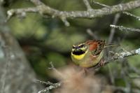 Emberiza cirlus