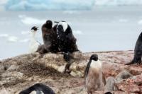 Phalacrocorax bransfieldensis