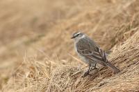 Anthus spinoletta