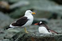 Larus dominicanus