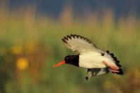 Haematopus ostralegus