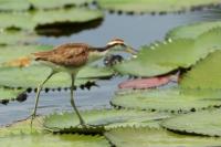 Jacana spinosa