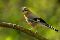 Garrulus glandarius