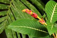 Sri Lanka - Flowers