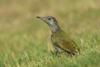 Picus viridis