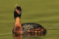 Podiceps auritus