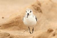 Calidris alba