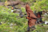 Indian flying fox