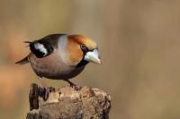 Coccothraustes coccothraustes