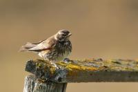 Turdus iliacus