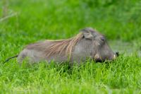 Common warthog