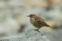 Anthus petrosus