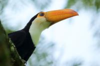 Ramphastos toco