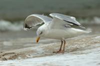 Larus argentatus