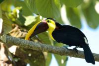 Ramphastos swainsonii