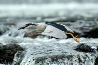 Nycticorax nycticorax