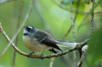 New Zealand -fauna