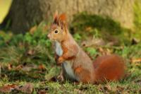 Red squirrel