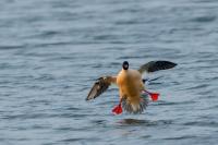 Mergus merganser