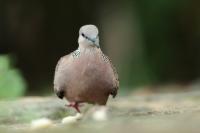 Streptopelia chinensis