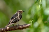 Muscicapa striata