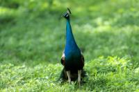 Pavo cristatus