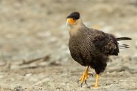 Caracara plancus