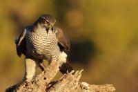 Accipiter gentilis