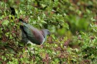 Hemiphaga novaeseelandiae