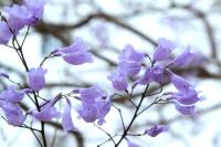 Cyprus FLORA