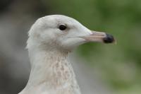 Larus hyperboreus