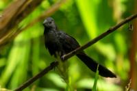 Crotophaga sulcirostris