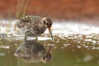 Calidris maritima