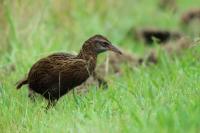 Gallirallus australis