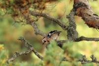 Garrulus glandarius atricapillus