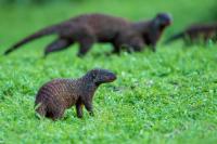 Banded mongoose