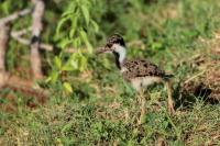 Vanellus indicus